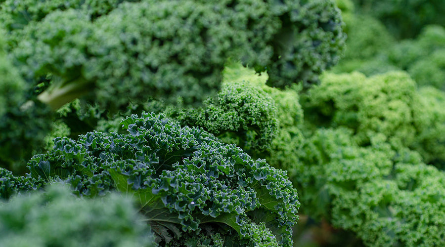 ¿Cómo cocinar Kale?